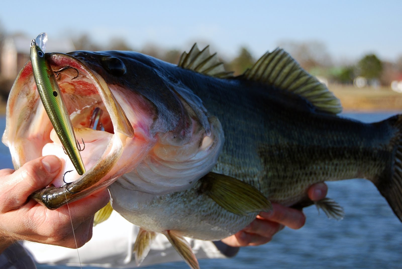 Bass-Fishing-3